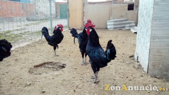 GALLOS CASTELLANOS